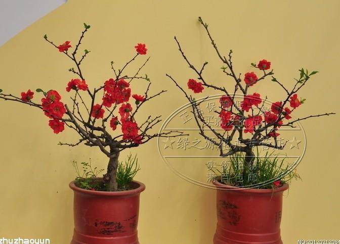 海棠花盆栽苗 ￥19_海棠_花果盆景_盆景艺术