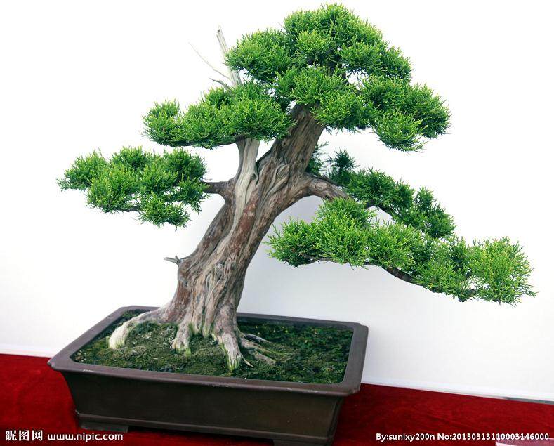 遵义植物园精品游园及盆景园景观设计项目二次