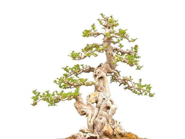 北京精品对节白蜡盆景哪里的艺术造型好