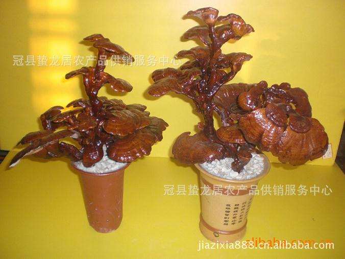 新疆阜康农民用鹿角灵芝做盆景巧挣钱_盆景_