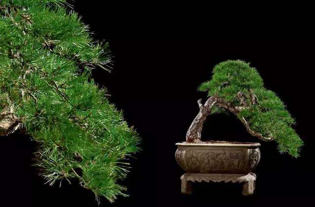 第一名以143万成交!浙江的一场大型盆景拍卖会落槌_盆景__盆景交易网