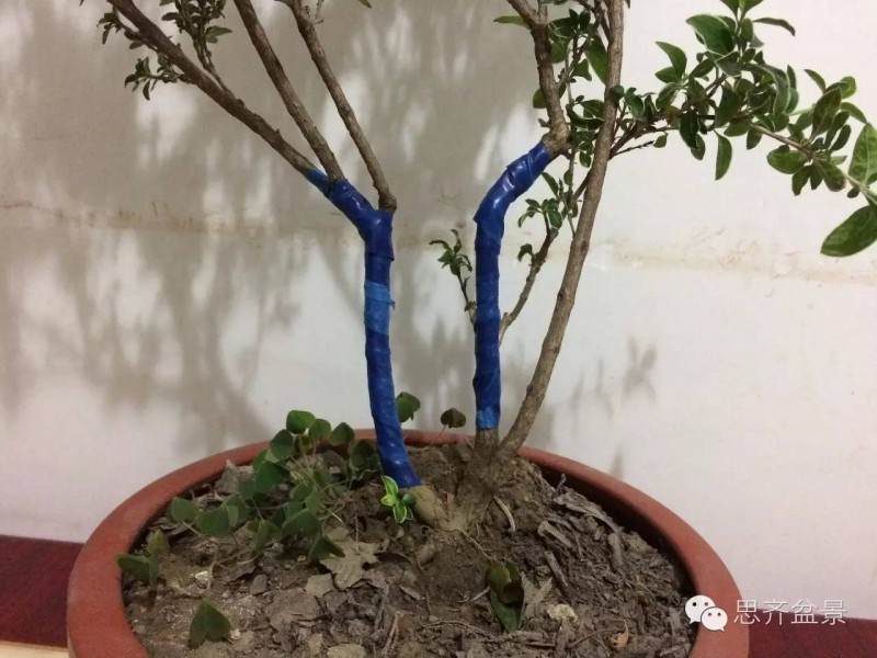 盆景制作 | 三杆金边