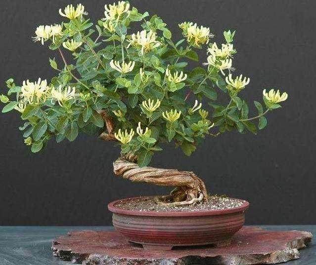 最香的盆栽_此花被誉为 香水之花 ,花开180天不谢,种2棵,庭院变花海 黄木