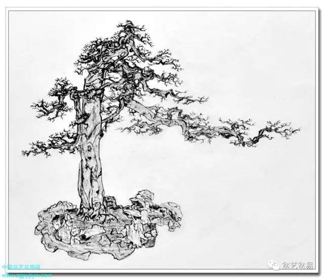 盆景作品素描图,登刊《中国花卉盆景》杂志_盆