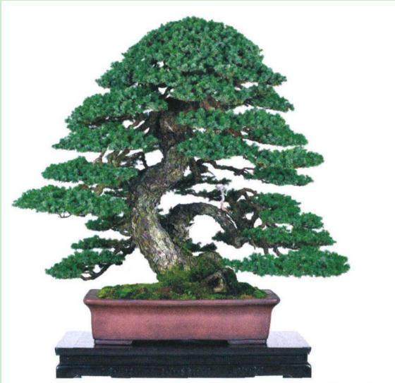 木村正彦参加江苏省盆景协会联盟成立大会