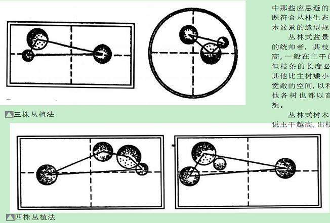 名家教你做树木盆景主要形式及其造型要点