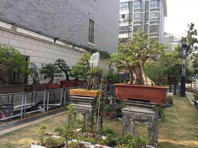 2018首届江苏盆景精品展