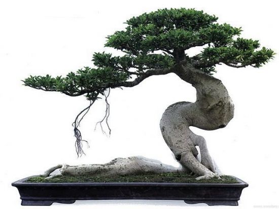 榕树盆景浇水过多,叶子发黄,怎么办?