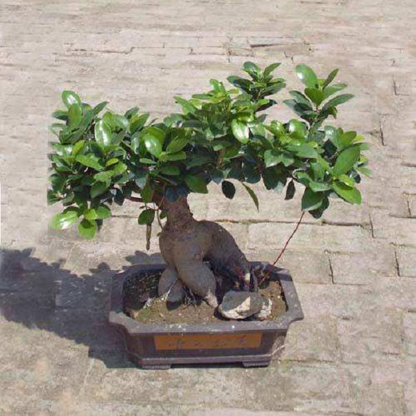 榕树盆景叶子掉光了 怎么办?