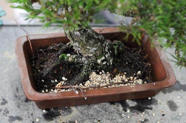 日本松树盆景的翻盆