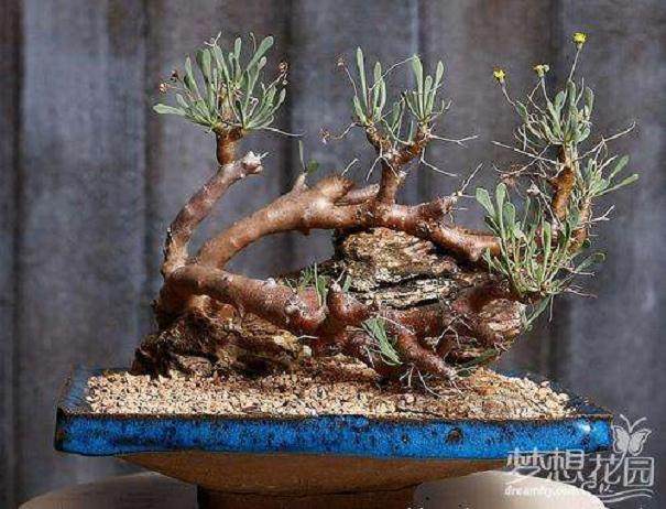 我在哪里可以找到盆景赤玉土?