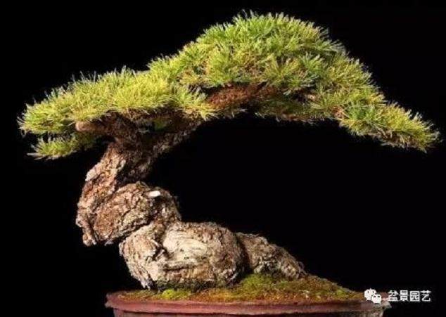 春季松树盆景的养护技巧