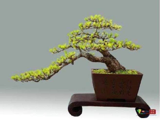 《黄山印象》在中国第三届盆景评比展览会获一