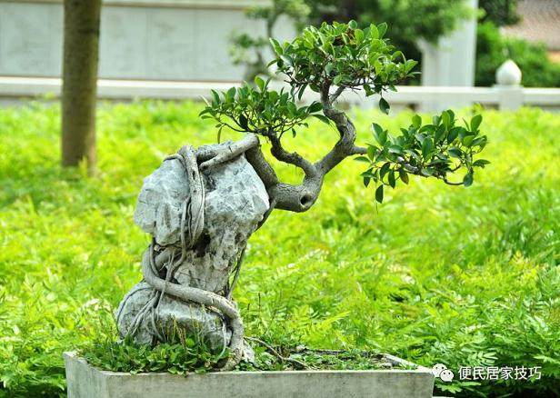 家中养榕树盆景的施肥与浇水注意事项