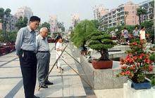 上海植物园盆景园蜡梅提前开花