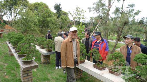 老上海玩物趣事难忘矿石机 处处有盆景