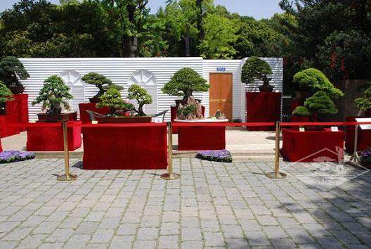 上海观赏园艺展开幕 盆景创作热火朝天