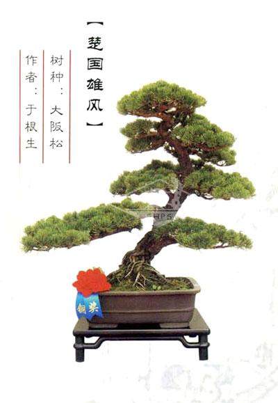 上海盆景展创作比赛