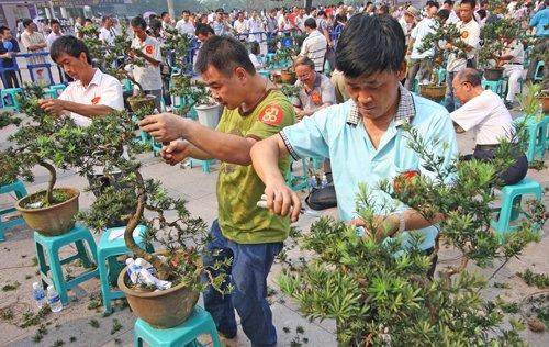 重庆市场难觅盆景精品