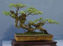 重庆小叶榕盆景树 生意好