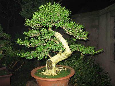 江苏南通举办迎春百花会盆景展