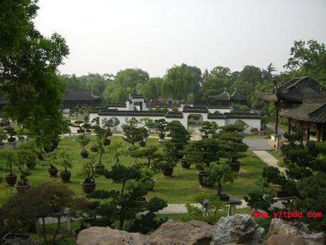 扬州盆景落户世博江苏馆