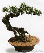 举办南京盆景选拔展