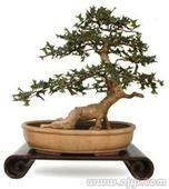 南京哪里的盆景最多？