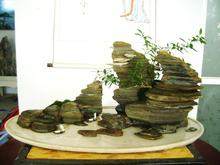 苏州举办苏派盆景双年展