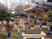 苏州梅花盆景展览