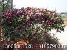 金华三乡盆景厂