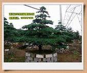 浙江第四届盆景展