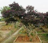 陈俊愉参观浙江黄岩再米根艺盆景园