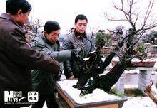 江西盆景的造型