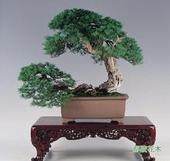 山东盆景精品展