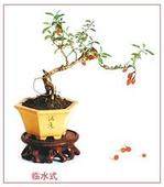 河南 盆景