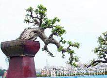 河南 盆景