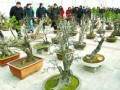 河南开封市举办首届翰园杯盆景展