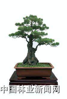 郑州市盆景展览