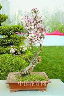 郑州 盆景