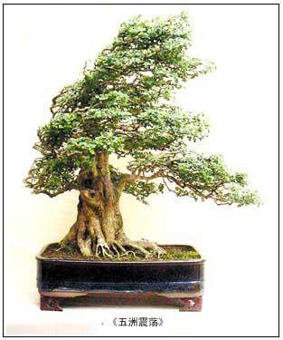 湖北省花木盆景协会绿化与观赏苗木分会成立