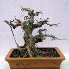 荆州凯宇花木盆景