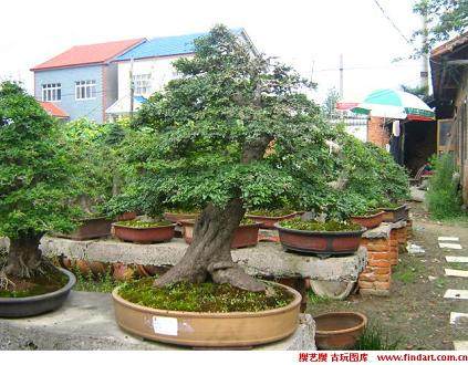 荆州盆景园
