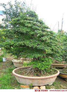 荆州花木盆景市场