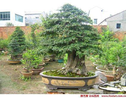 荆州花卉盆景协会