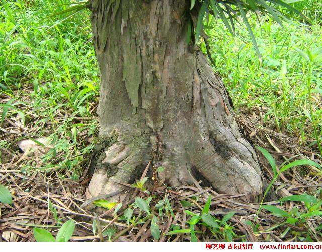 荆州第三届盆景展