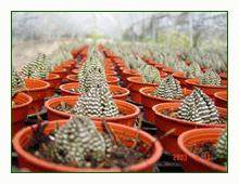 福州的绿化盆景被人偷偷搬回家