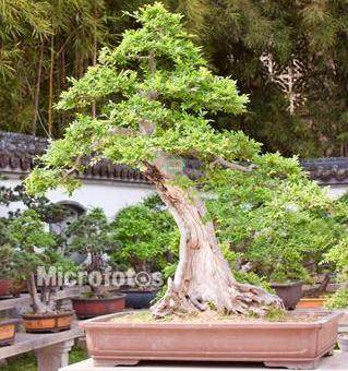 福州街头首现靓丽大盆景