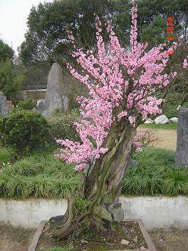 梅花盆景怎么上盆与定植的2个方法