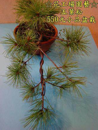 盆景换盆要有针对性